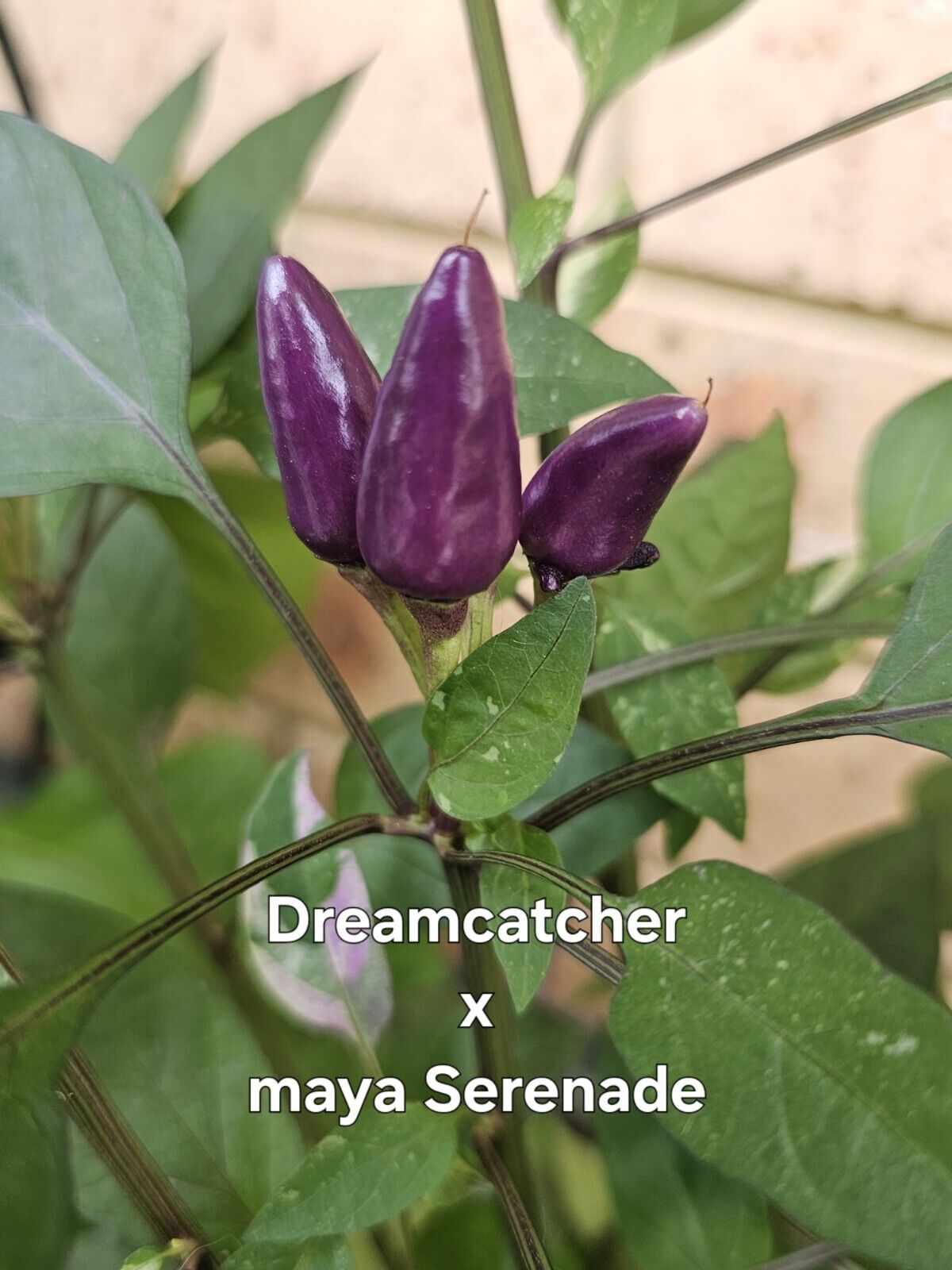 Chilli - Dream Catcher X Maya Serenade 10 Seeds