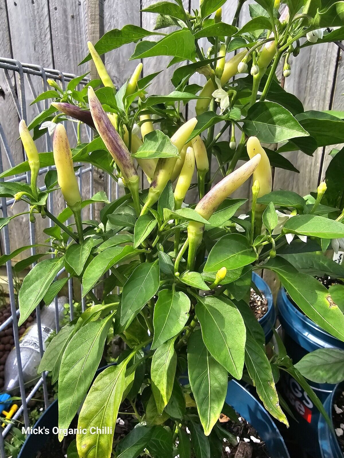 Chilli - Khangstarr White Thai 10 Seeds