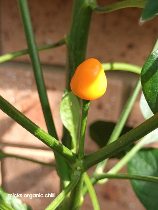 Rare. Capsicum Baccatum Chilli, Brazil Wild 12 seeds