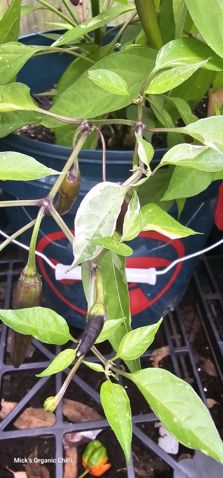 Chilli - Zimbabwe Black Variegated 10 Seeds