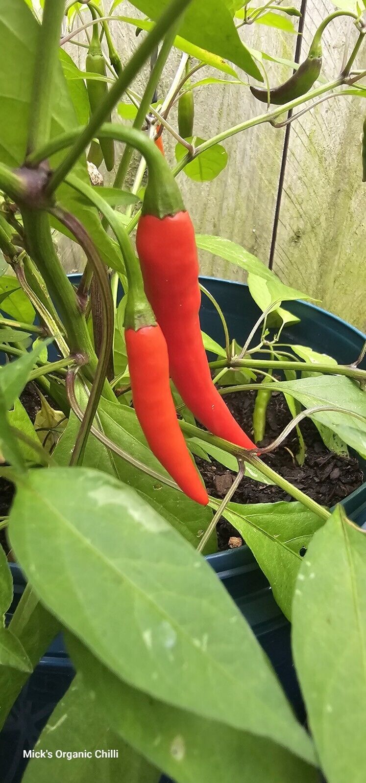 Chilli - Zimbabwe Black Variegated 10 Seeds