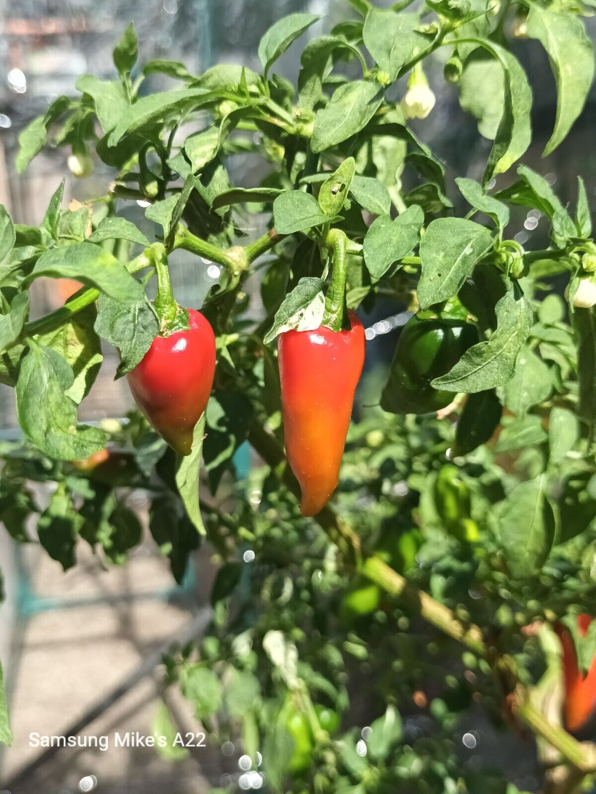 Variegated Fish Pepper Chilli 10 SEEDS