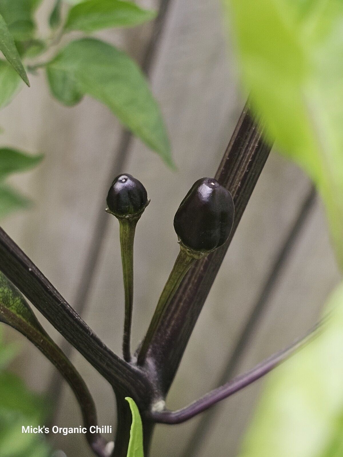 Chilli - Mattapeno X Mutant F2 10 Seeds