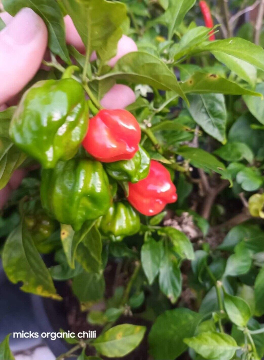 habanero Chilli - 10 seeds