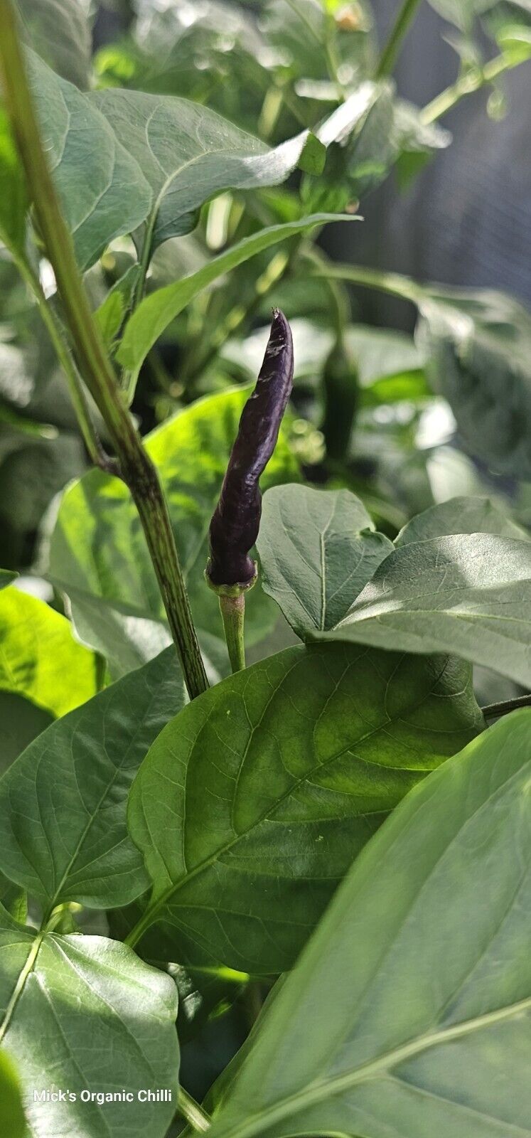 Chilli - Rainbow Cayenne 10 Seeds