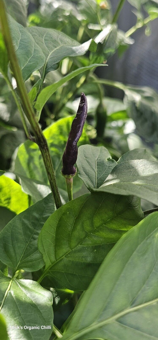 Chilli - Rainbow Cayenne 10 Seeds