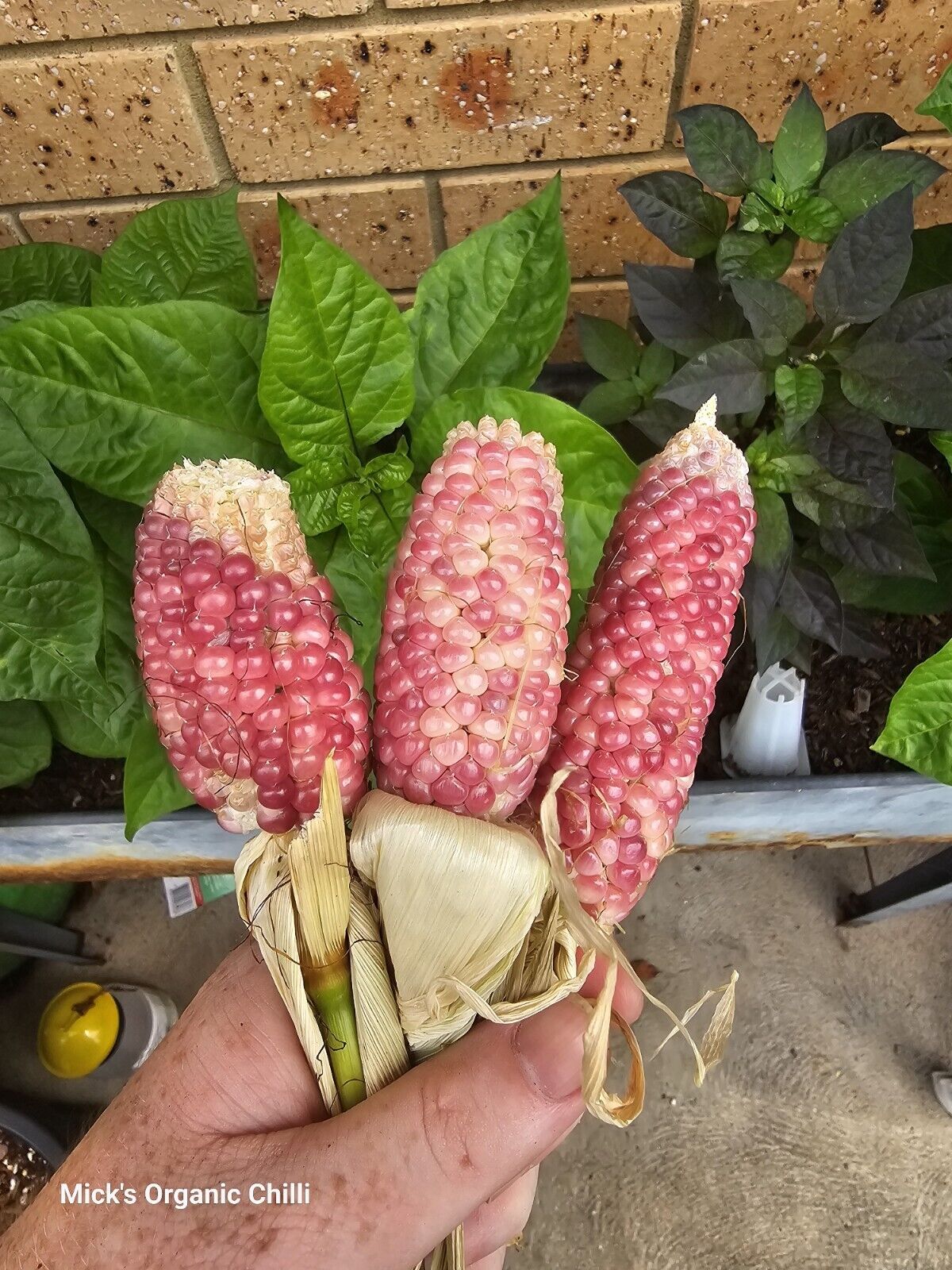Corn - Rare Pink 10 Seeds