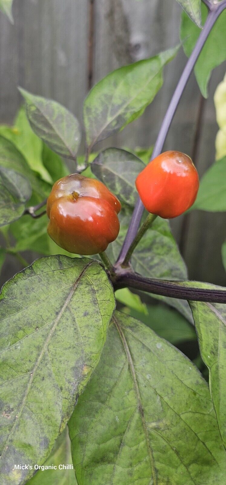 Chilli - Mattapeno X Mutant F2 10 Seeds