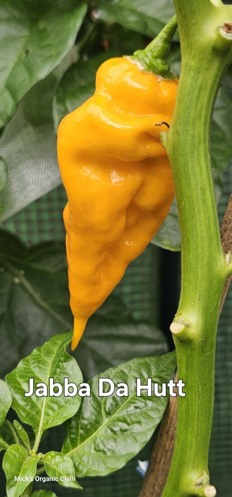 Chilli - Jabba Da Hutt 10 Seeds