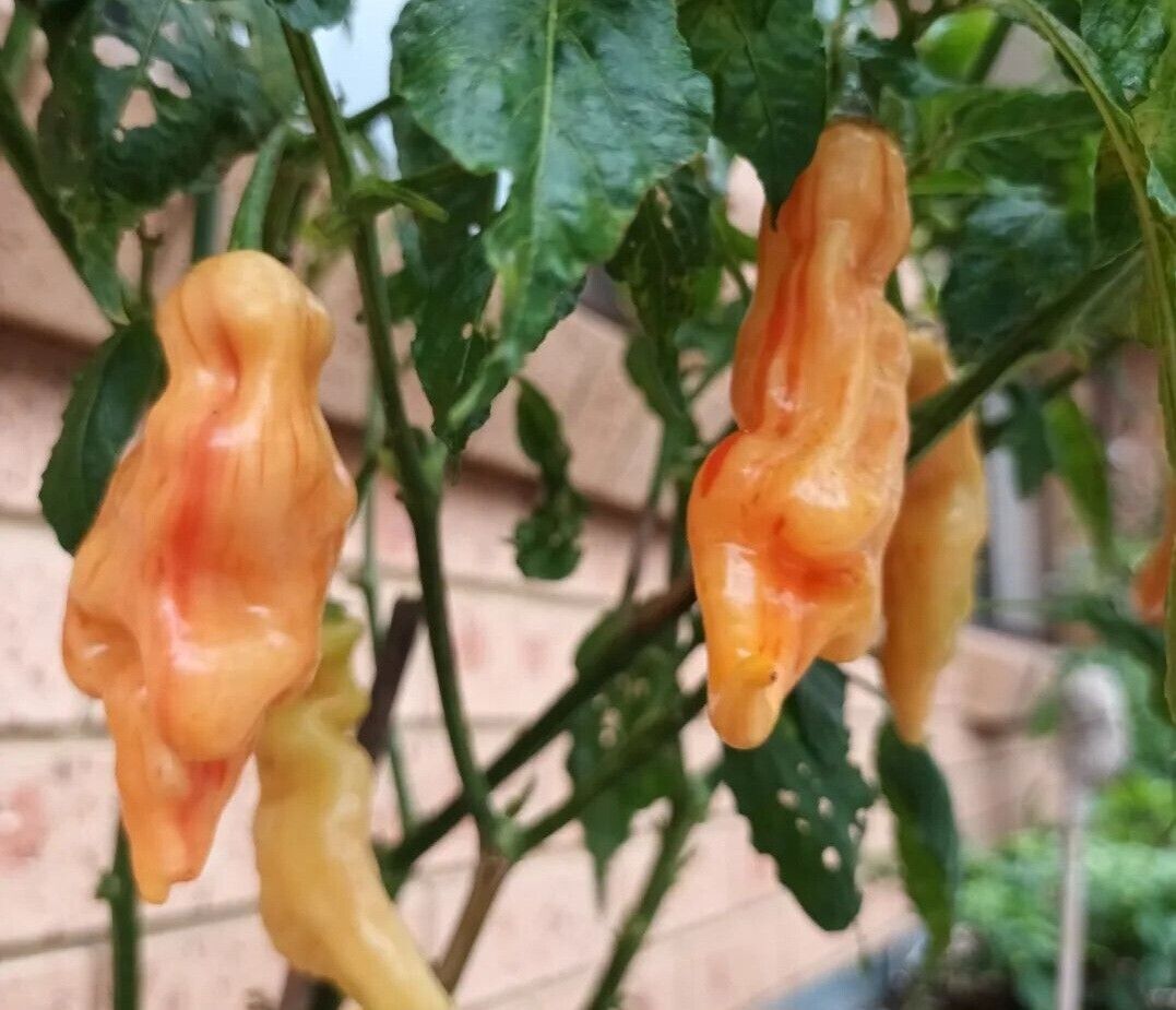 Sugar Rush Stripey Chilli 12 Seeds