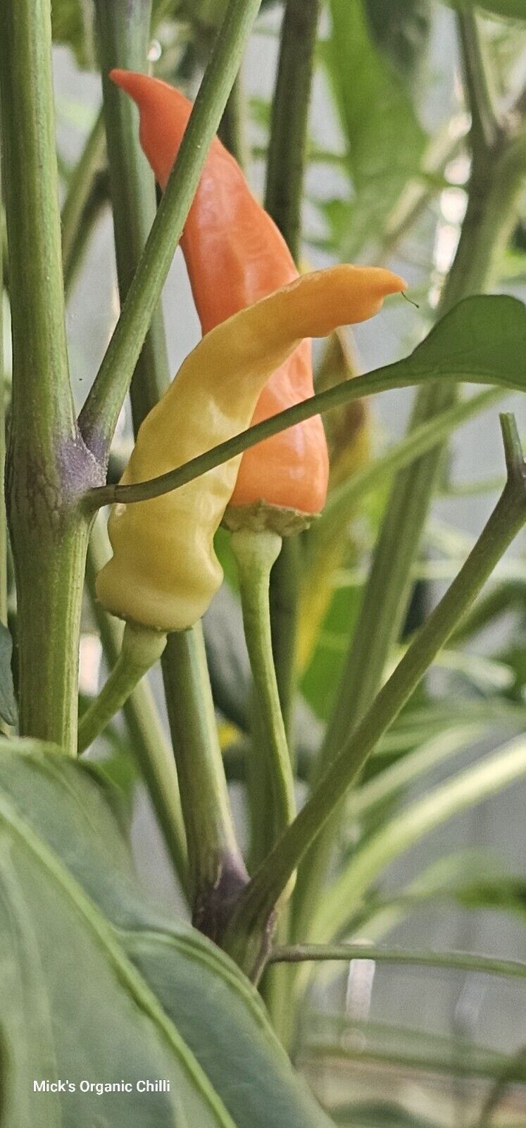 Chilli - Rainbow Cayenne 10 Seeds