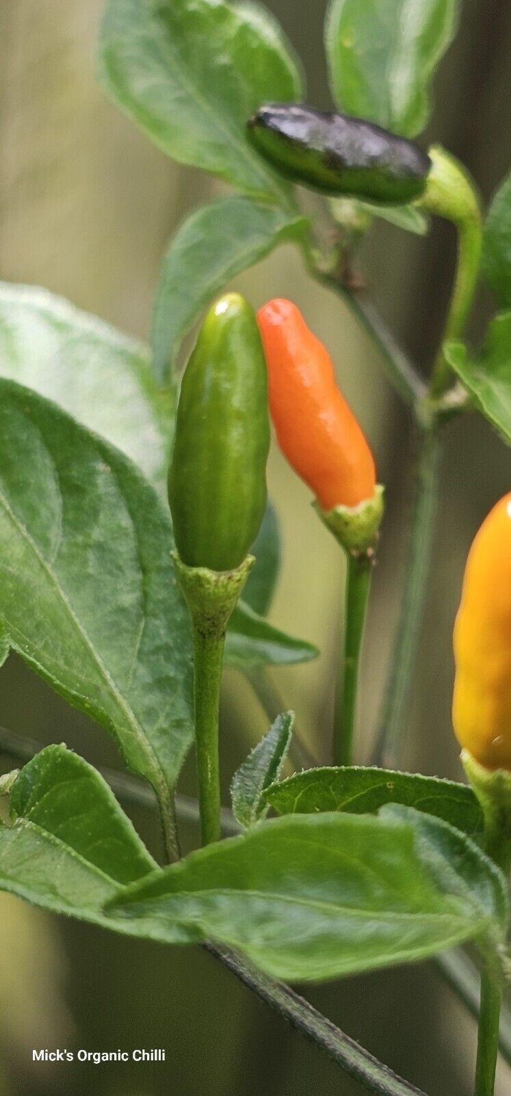 Chilli - Wild Texas Rice 10 Seeds
