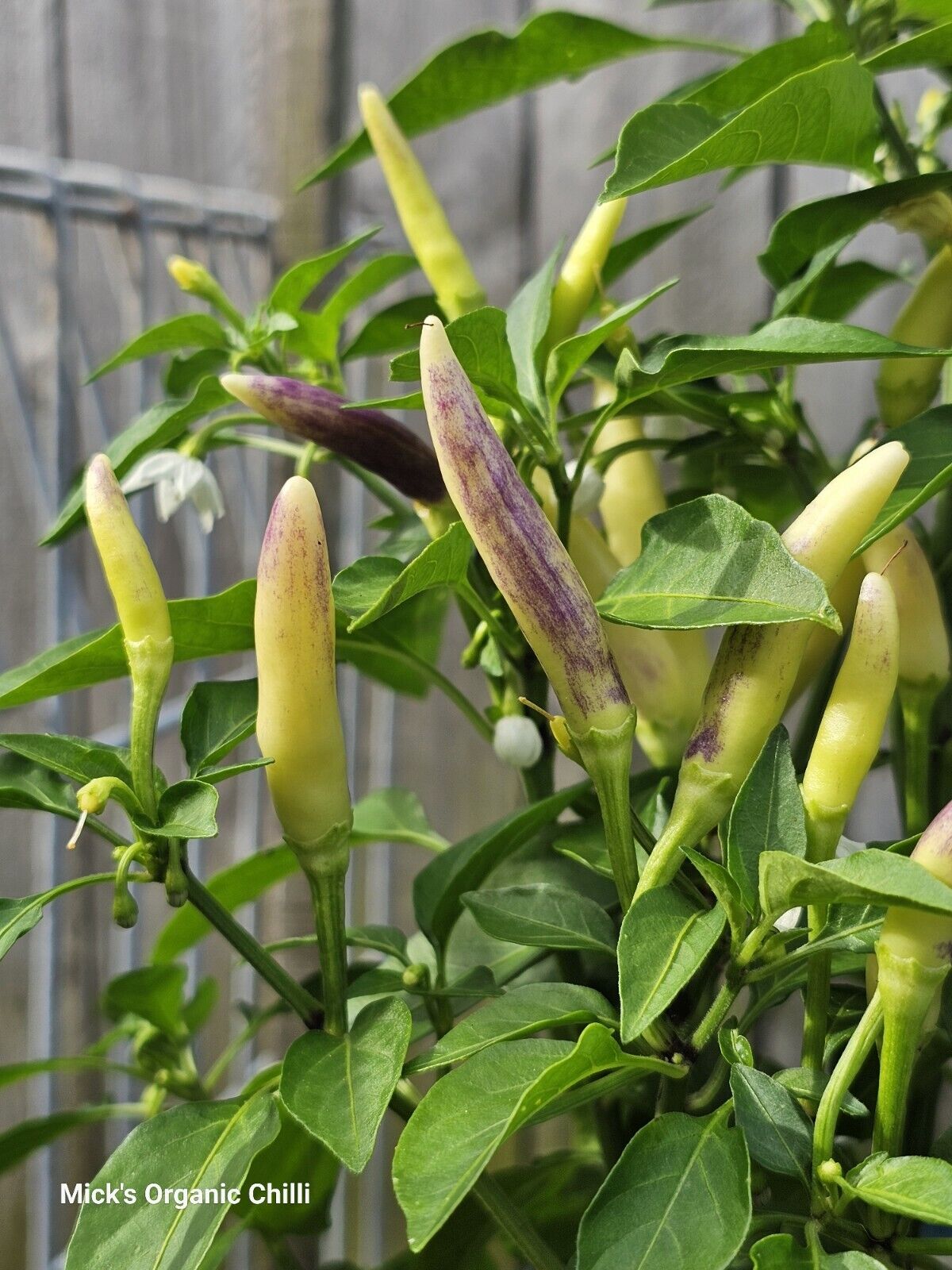 Chilli - Khangstarr White Thai 10 Seeds