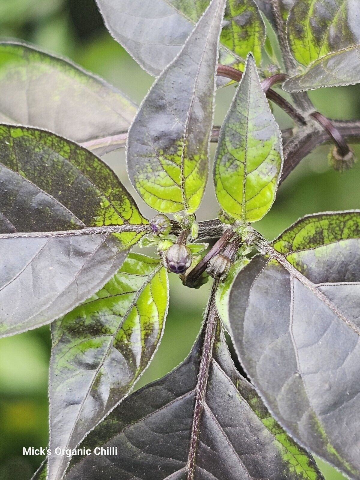 Chilli - Mattapeno X Mutant F2 10 Seeds