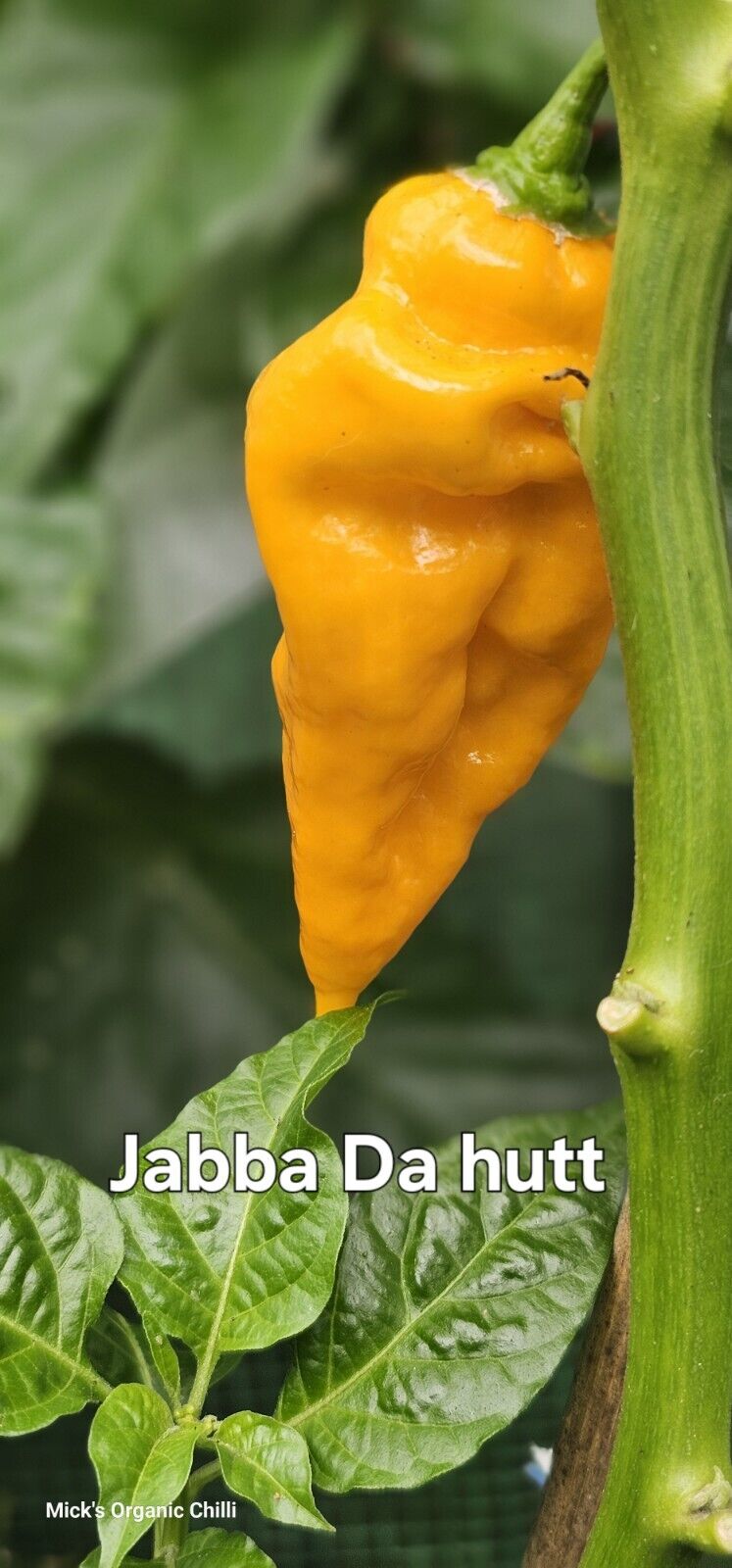 Chilli - Jabba Da Hutt 10 Seeds