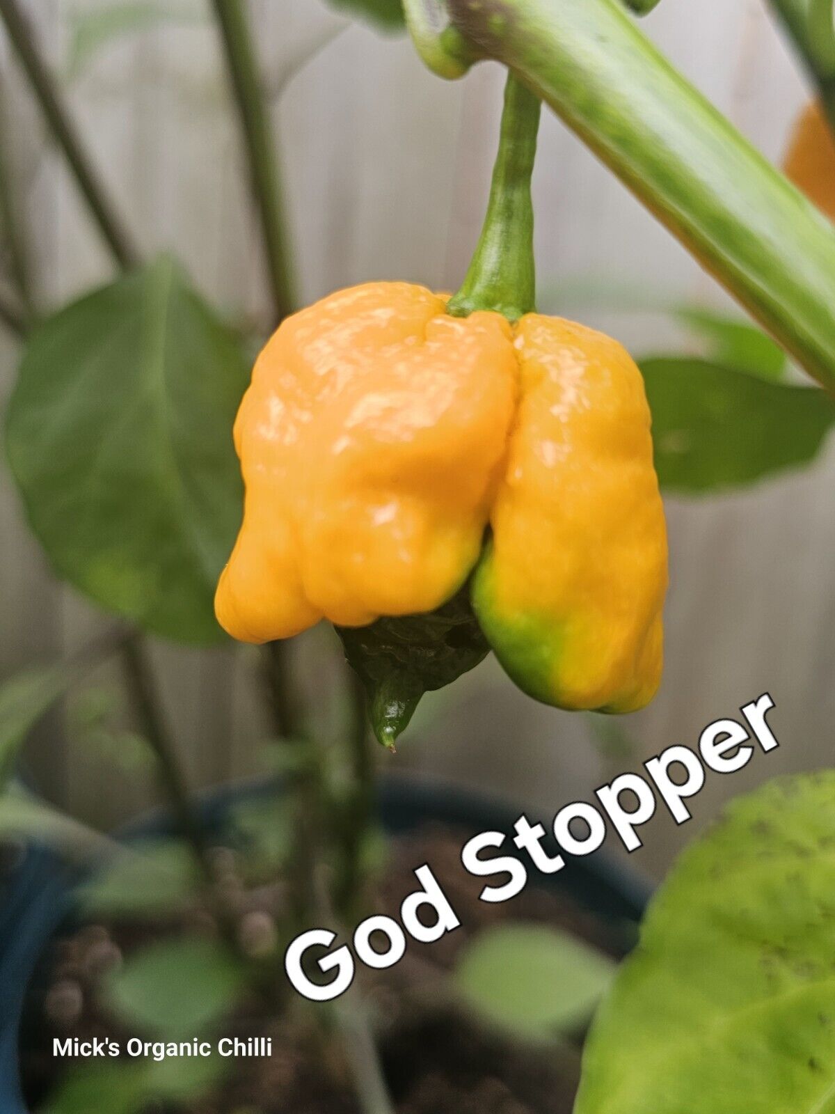 Chilli - God stopper 10 Seeds