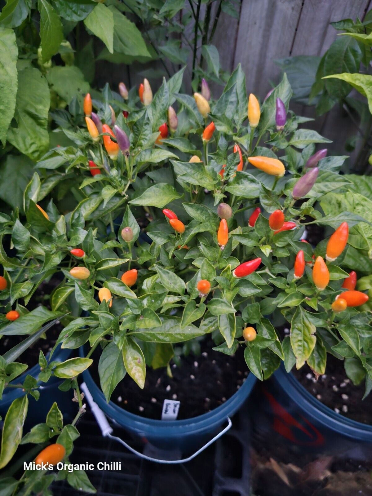 Chilli - Bolivian Rainbow 10 Seeds