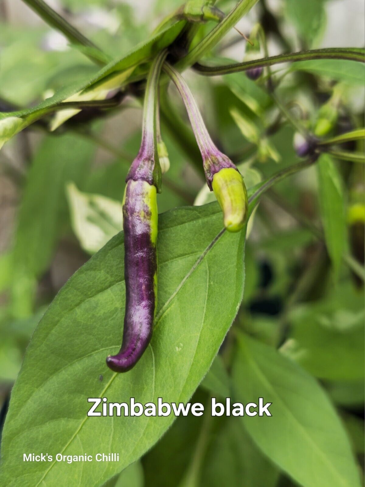 Chilli - Zimbabwe Black Variegated 10 Seeds