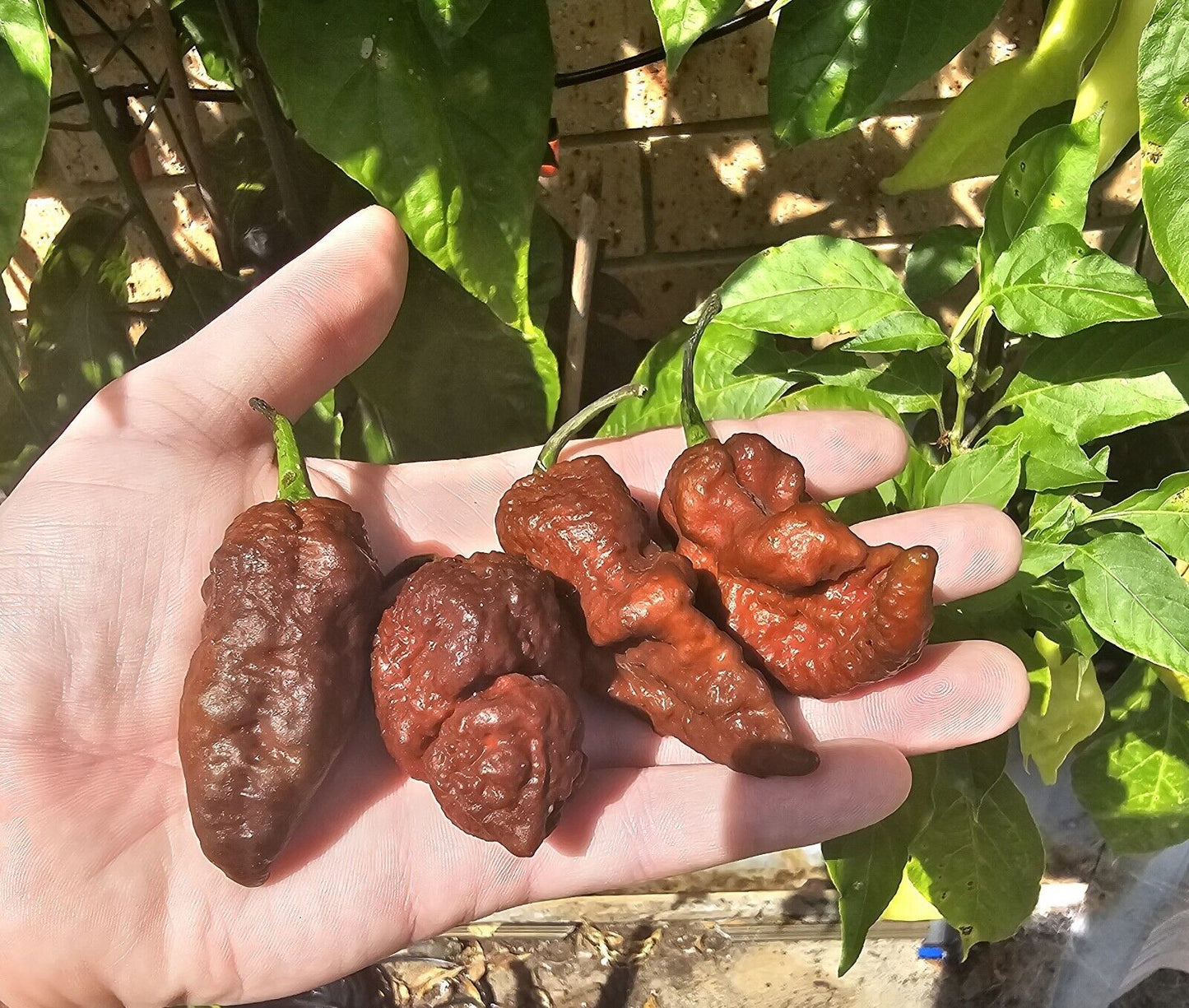 Chilli- Big Black Mamma 10 Seeds