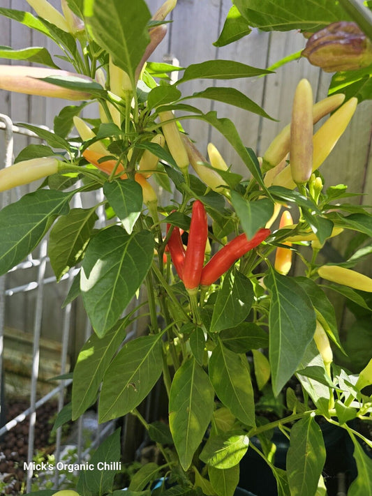 Chilli - Khangstarr White Thai 10 Seeds
