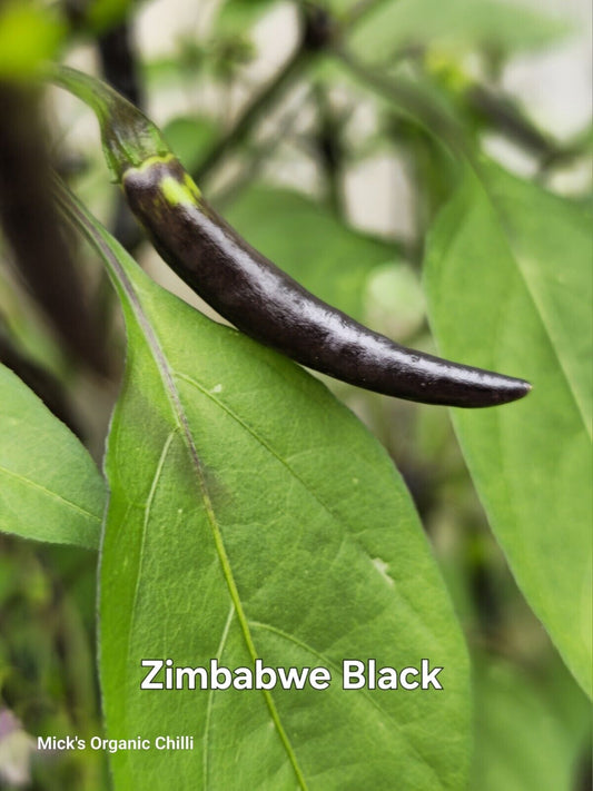 Chilli - Zimbabwe Black Variegated 10 Seeds
