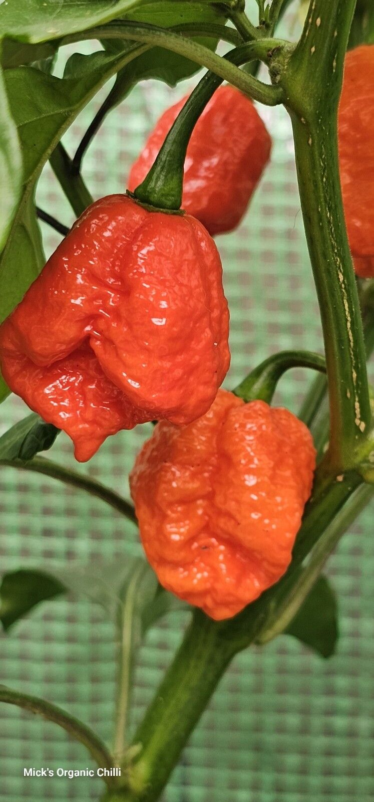 Chilli - Dragons Breath 10 Seeds