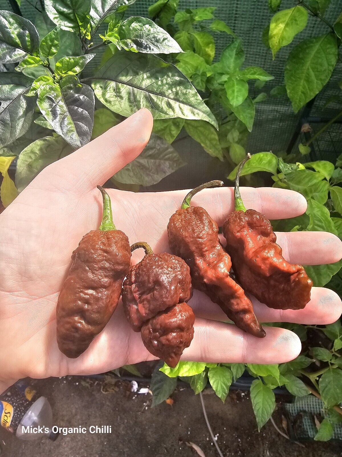 Chilli- Big Black Mamma 10 Seeds