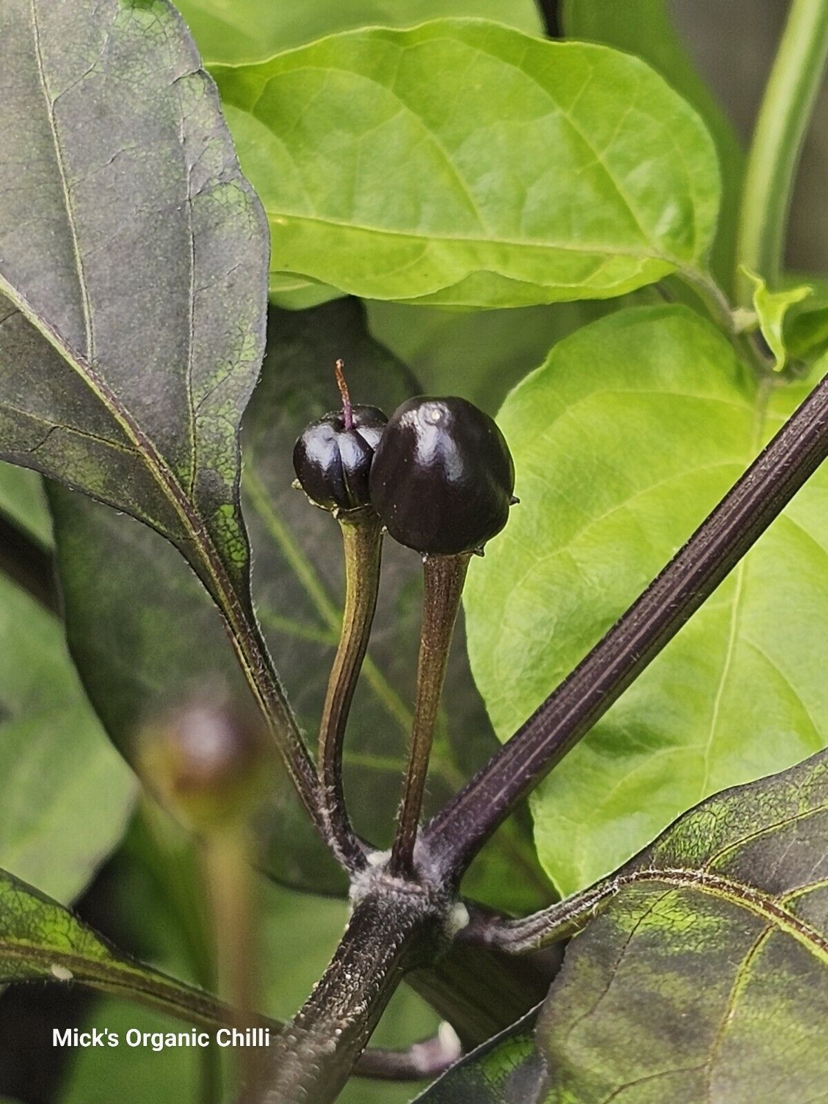 Chilli - Mattapeno X Mutant F2 10 Seeds
