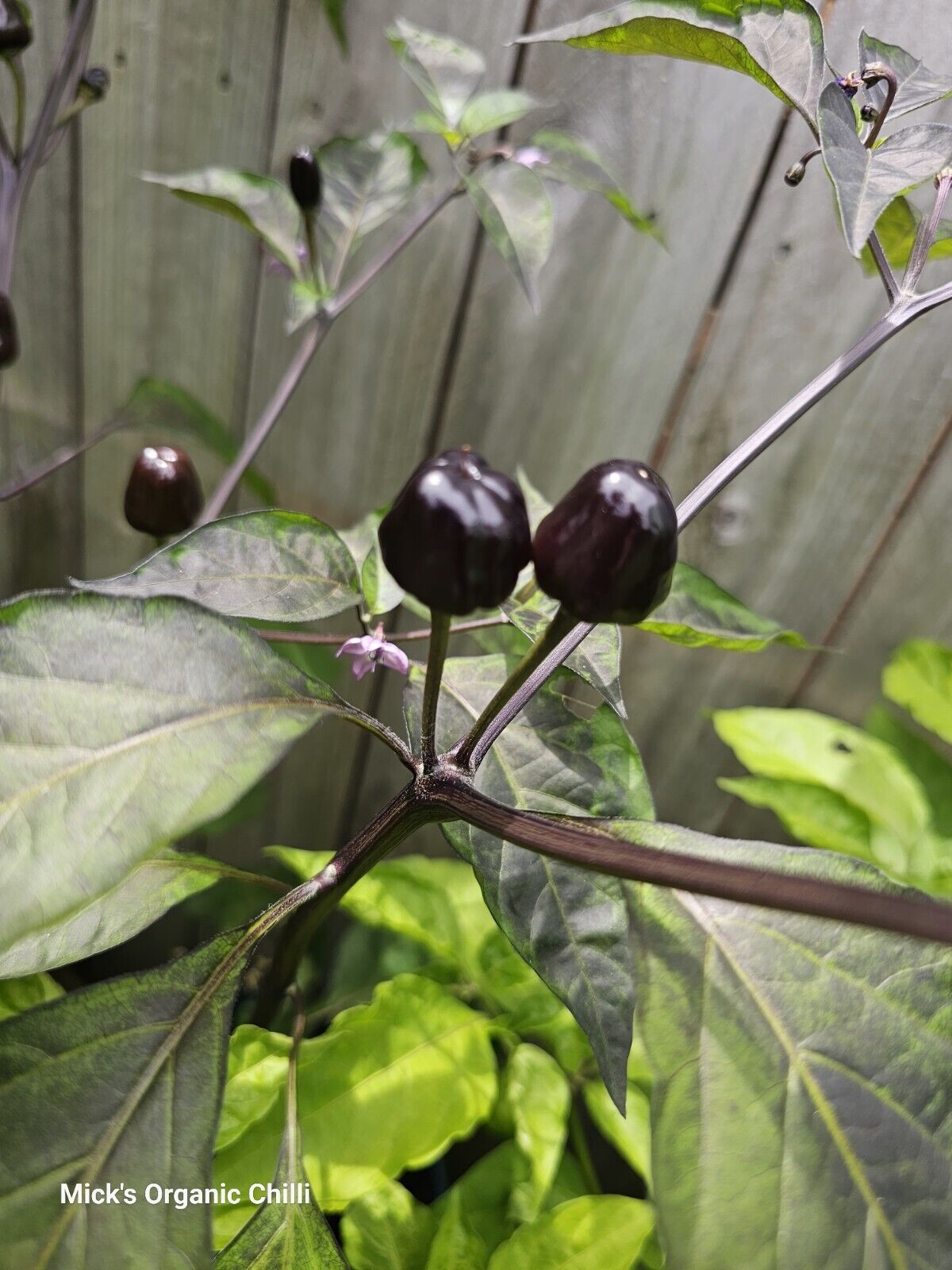 Chilli - Mattapeno X Mutant F2 10 Seeds