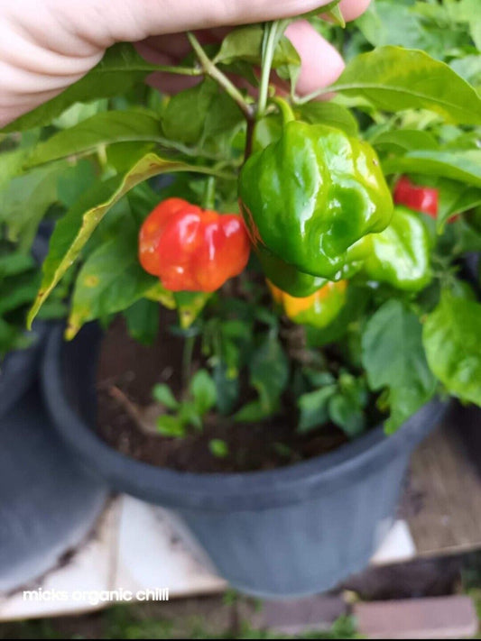 habanero Chilli - 10 seeds