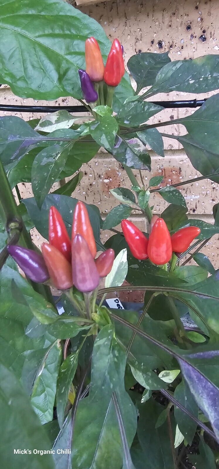 Chilli - Dream Catcher X Maya Serenade 10 Seeds