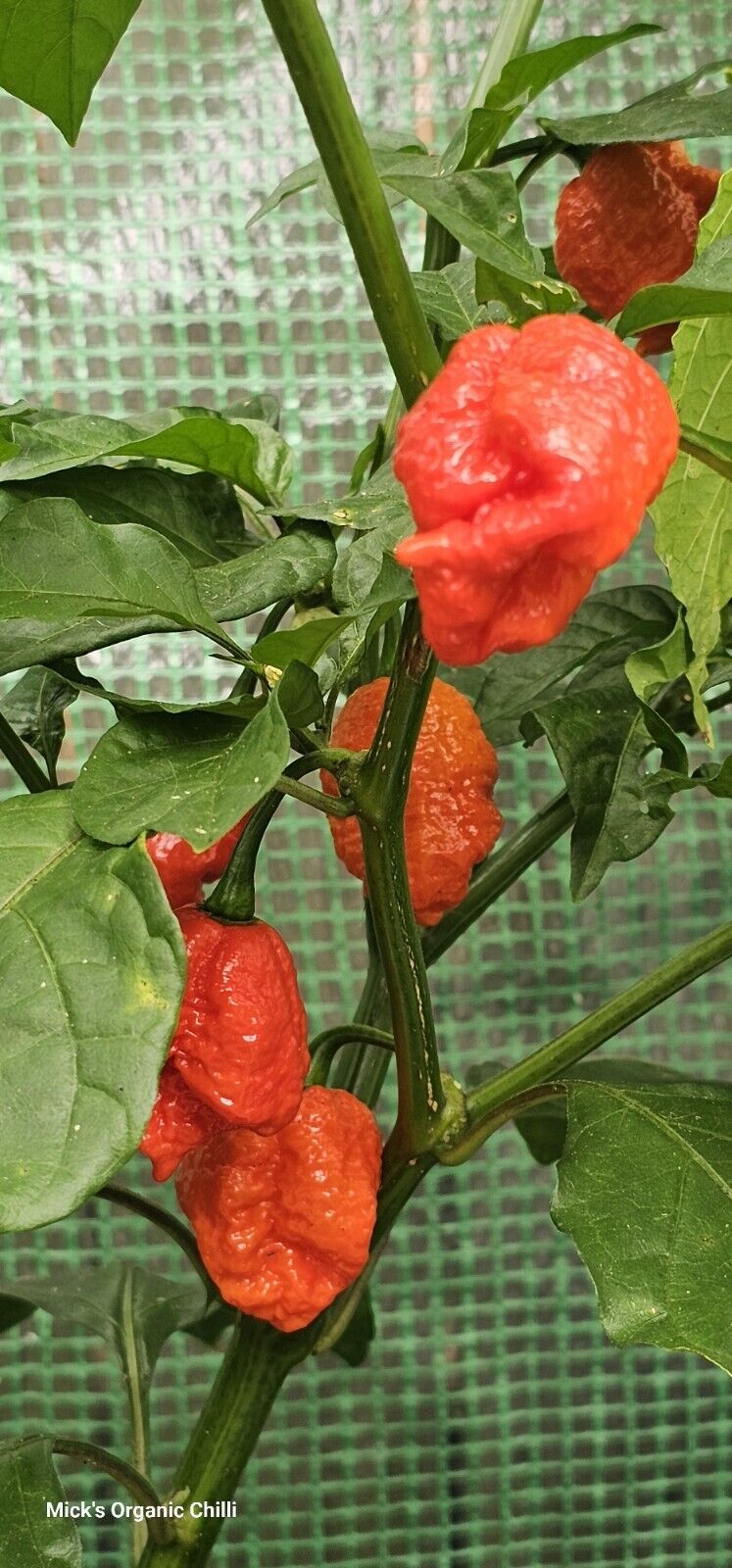 Chilli - Dragons Breath 10 Seeds