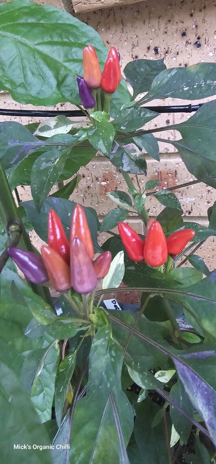Chilli - Dream Catcher X Maya Serenade 10 Seeds