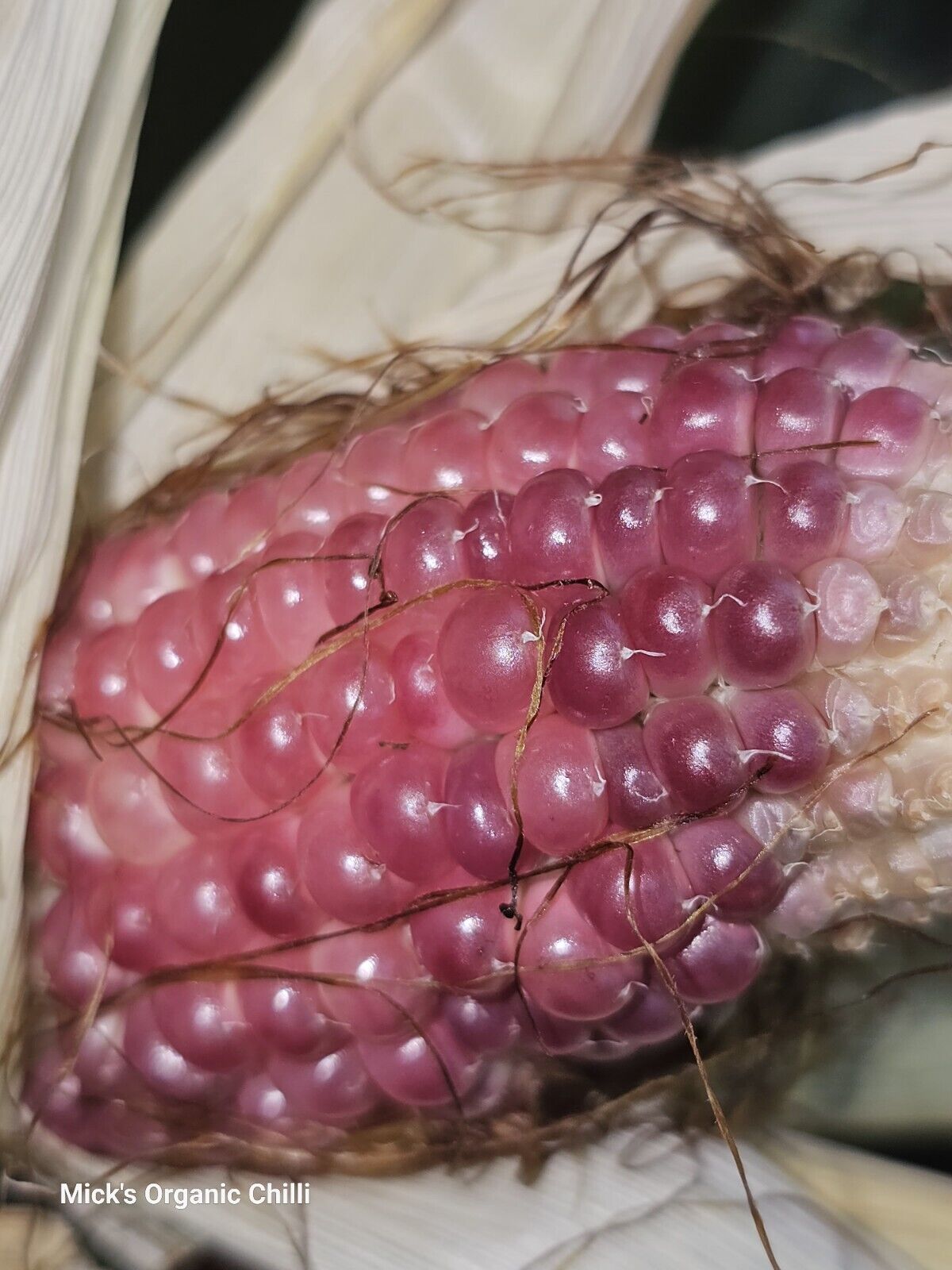 Corn - Rare Pink 10 Seeds