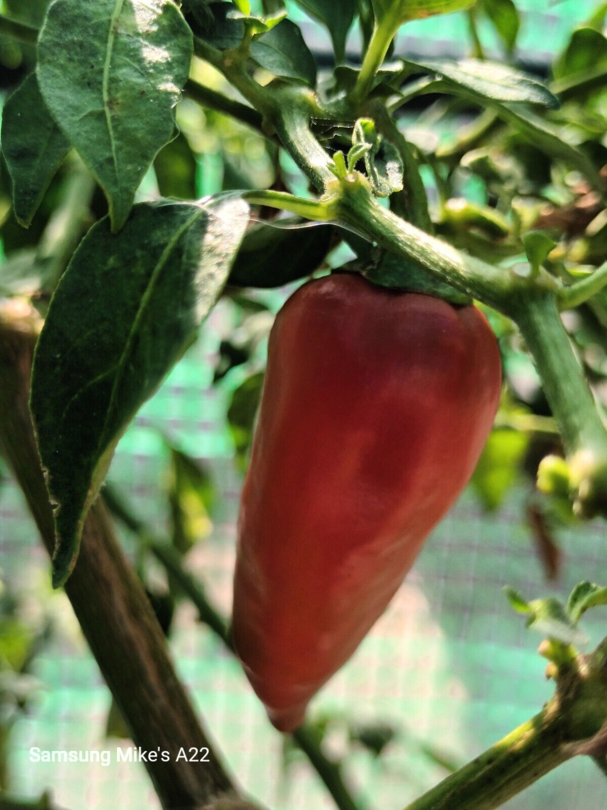 Variegated Fish Pepper Chilli 10 SEEDS