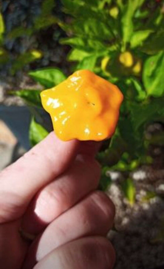 Chilli - Brazilian Starfish Yellow 15 Seeds