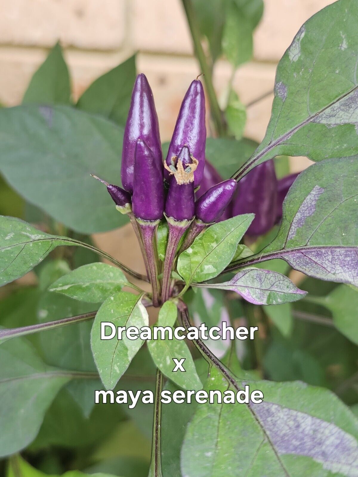 Chilli - Dream Catcher X Maya Serenade 10 Seeds