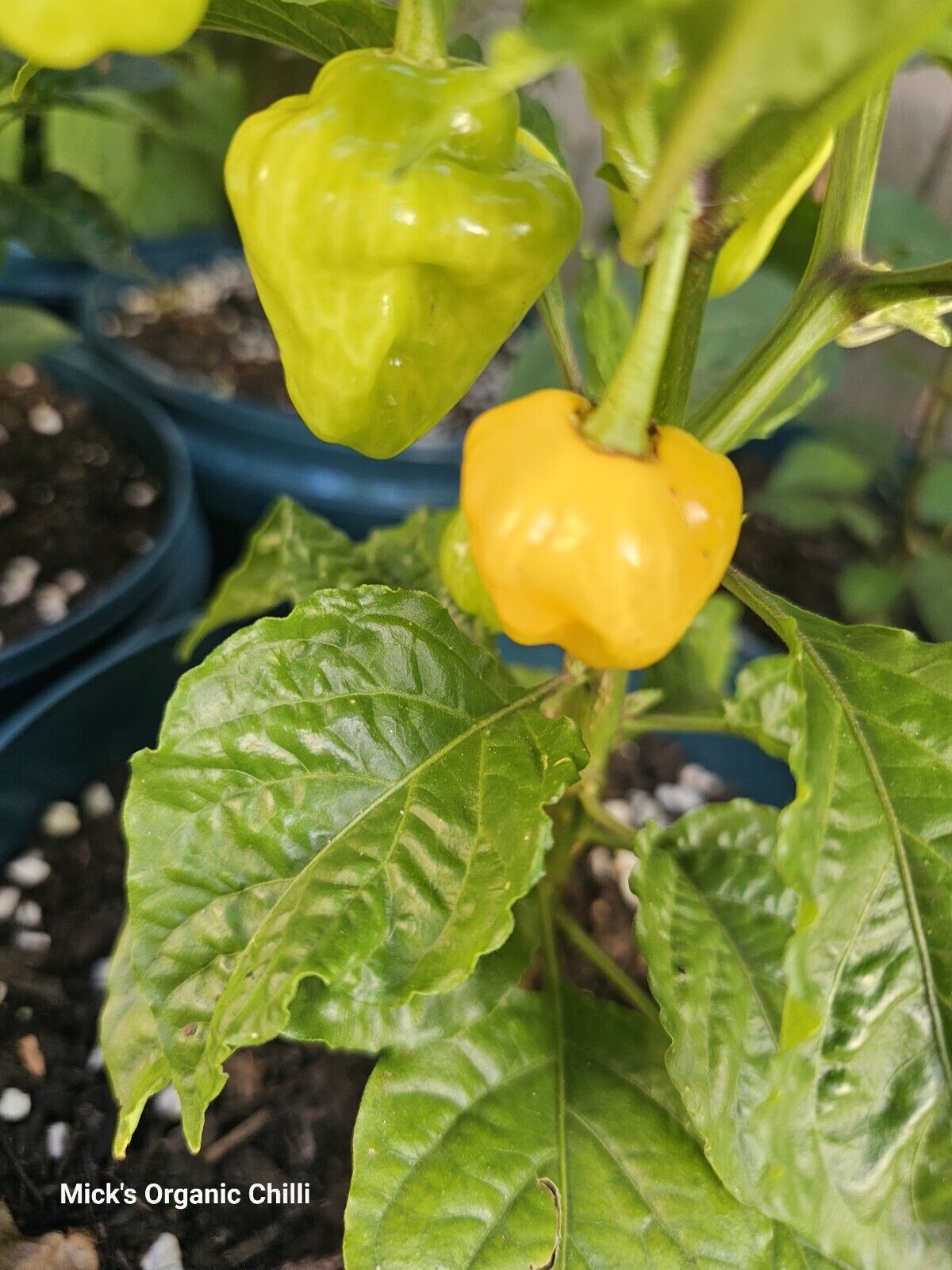 Chilli - Trinidad Perfume Chilli 10 Seeds