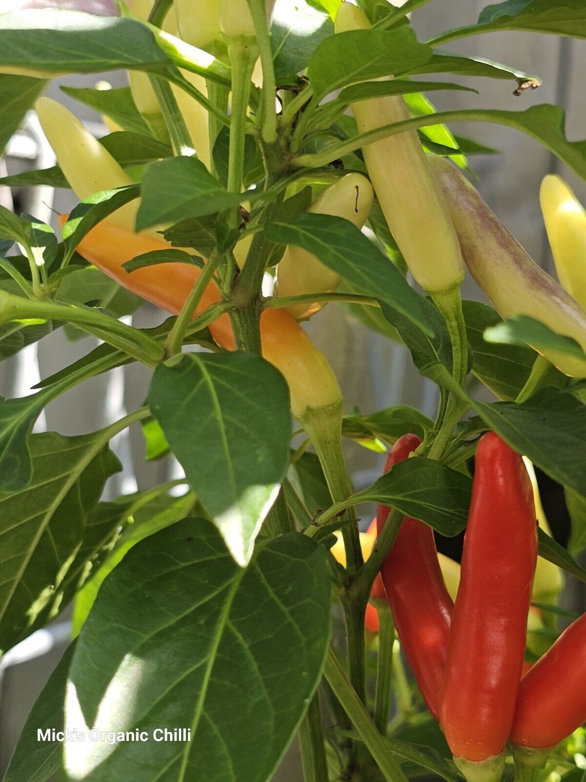 Chilli - Khangstarr White Thai 10 Seeds