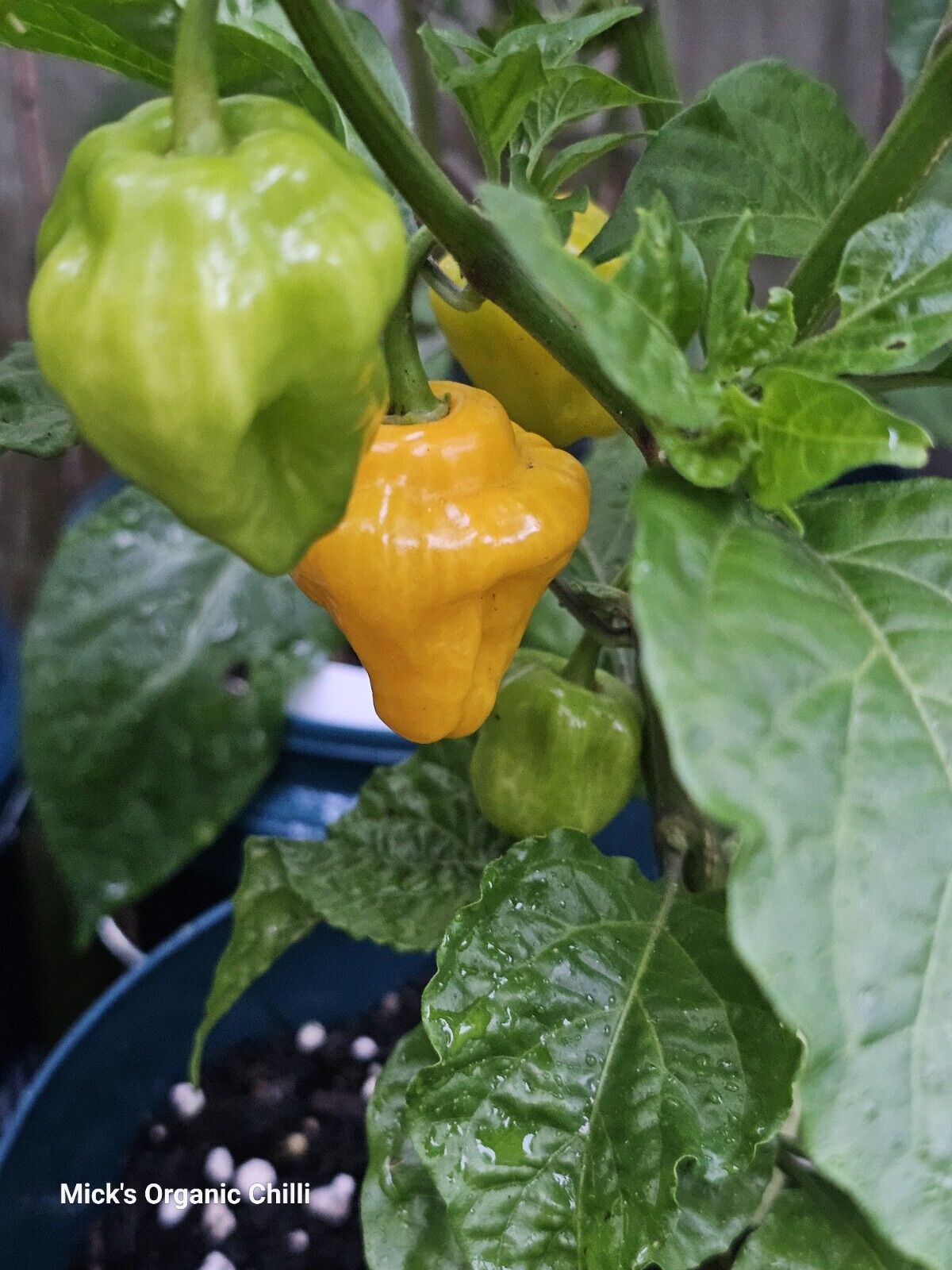 Chilli - Trinidad Perfume Chilli 10 Seeds
