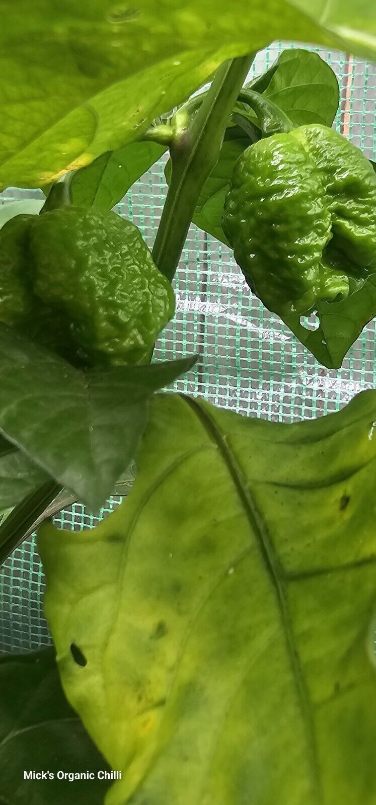 Chilli - Dragons Breath 10 Seeds