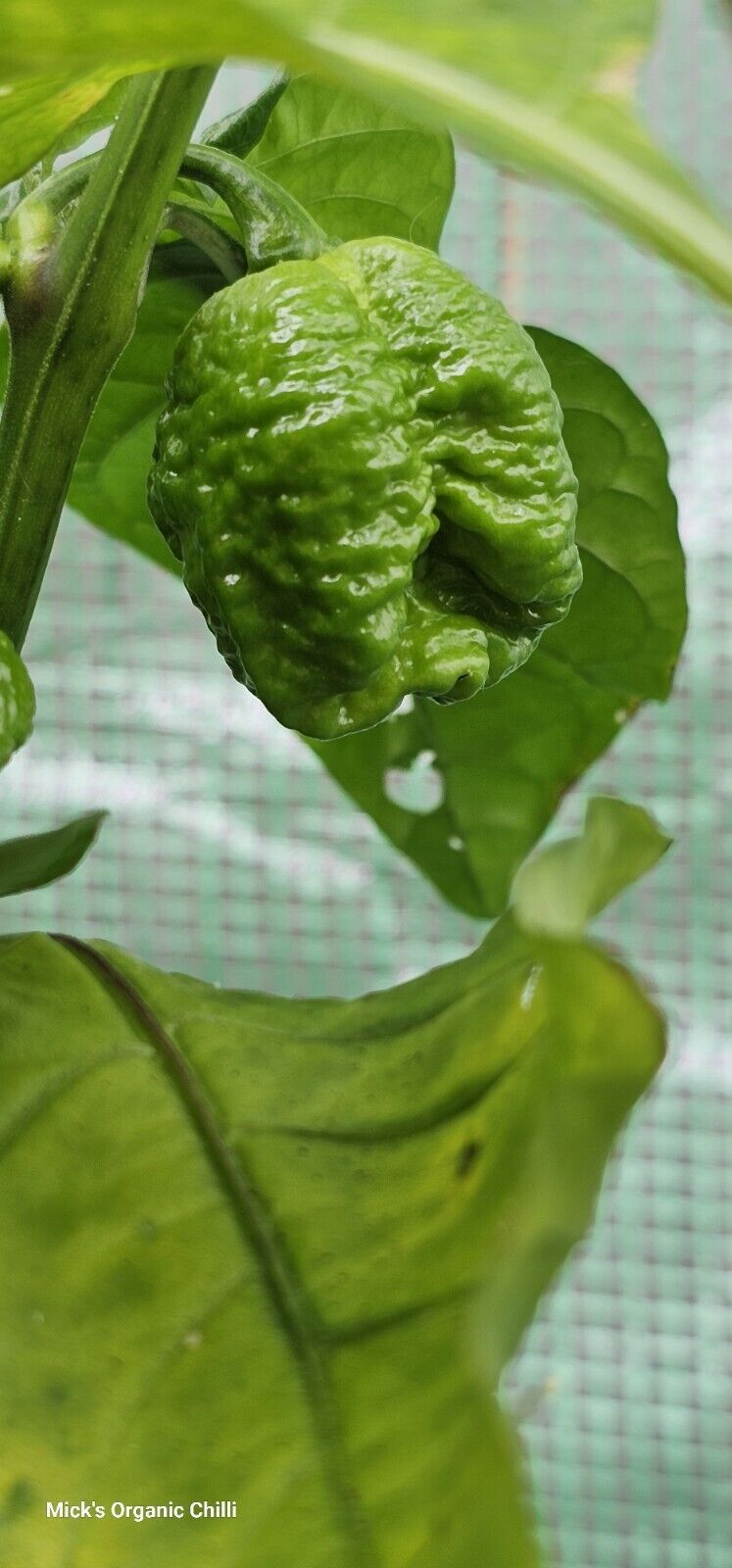 Chilli - Dragons Breath 10 Seeds