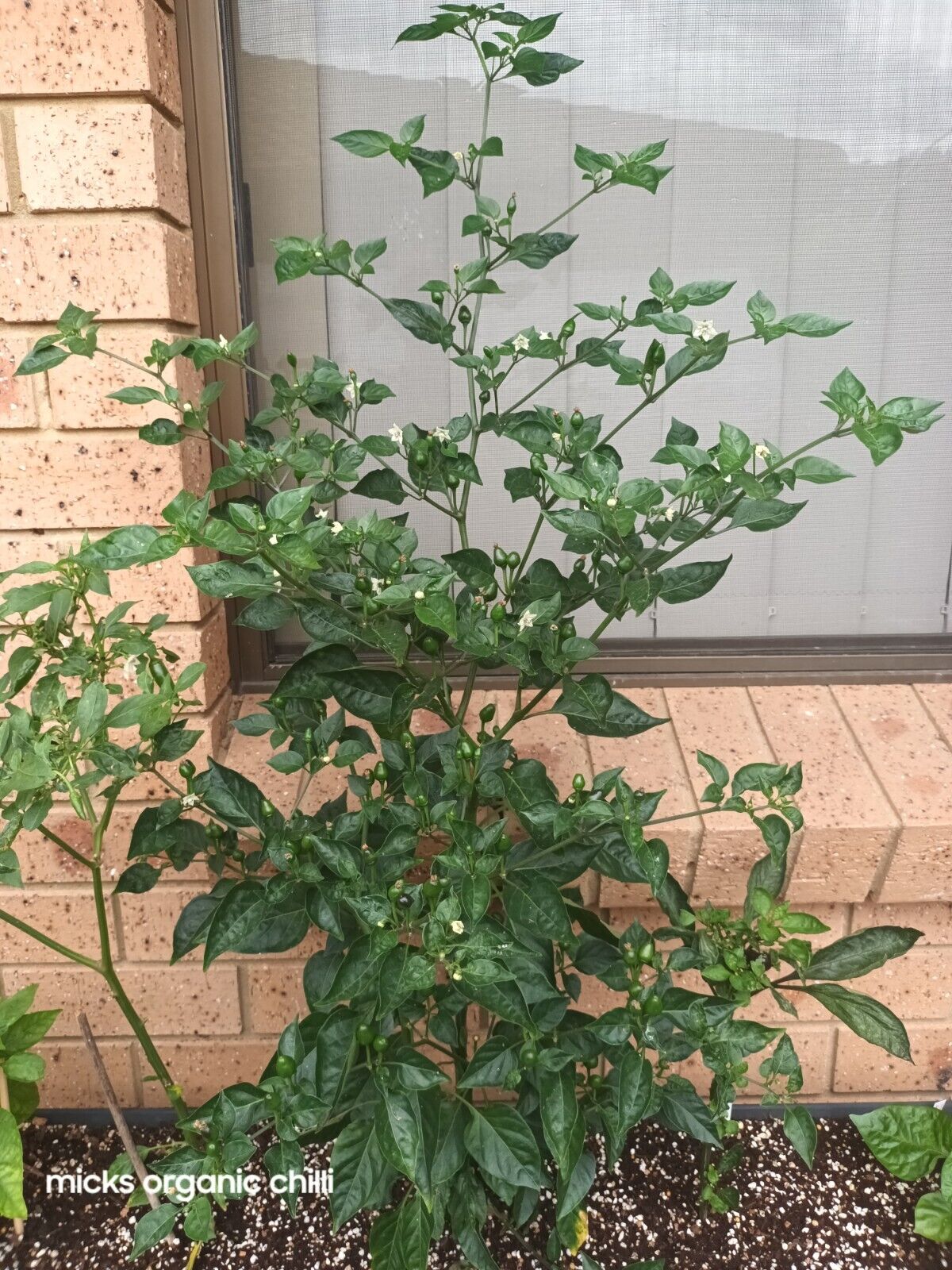 Rare. Capsicum Baccatum Chilli, Brazil Wild 12 seeds