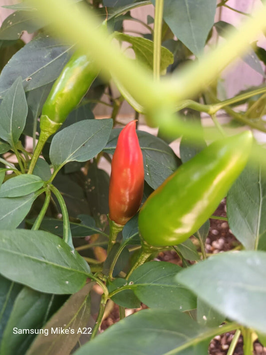 CHILLI - Yukari Bakan (Turkish heirloom) 10 seeds