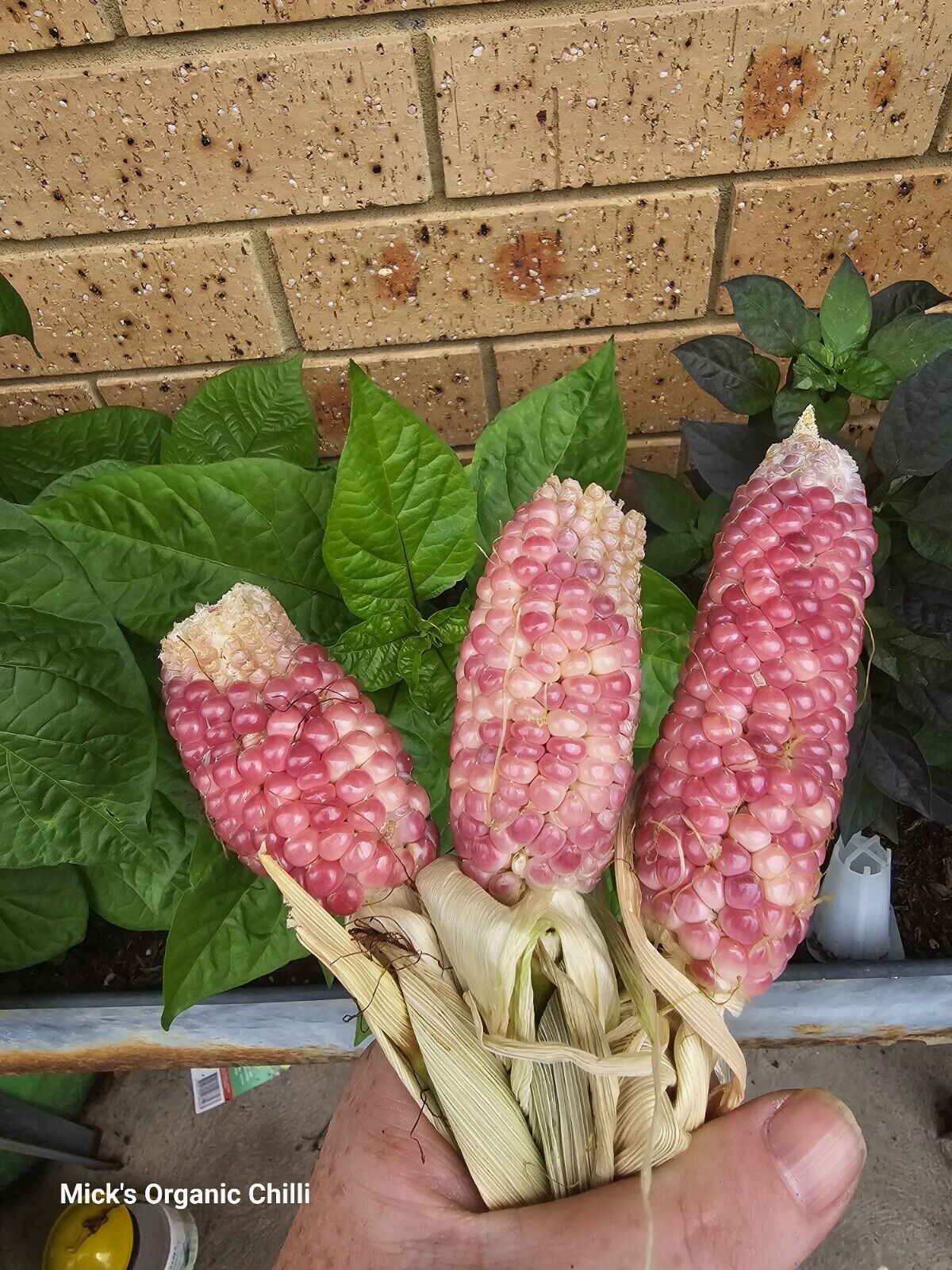 Corn - Rare Pink 10 Seeds