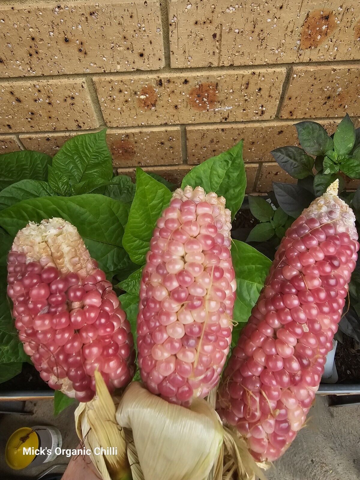 Corn - Rare Pink 10 Seeds