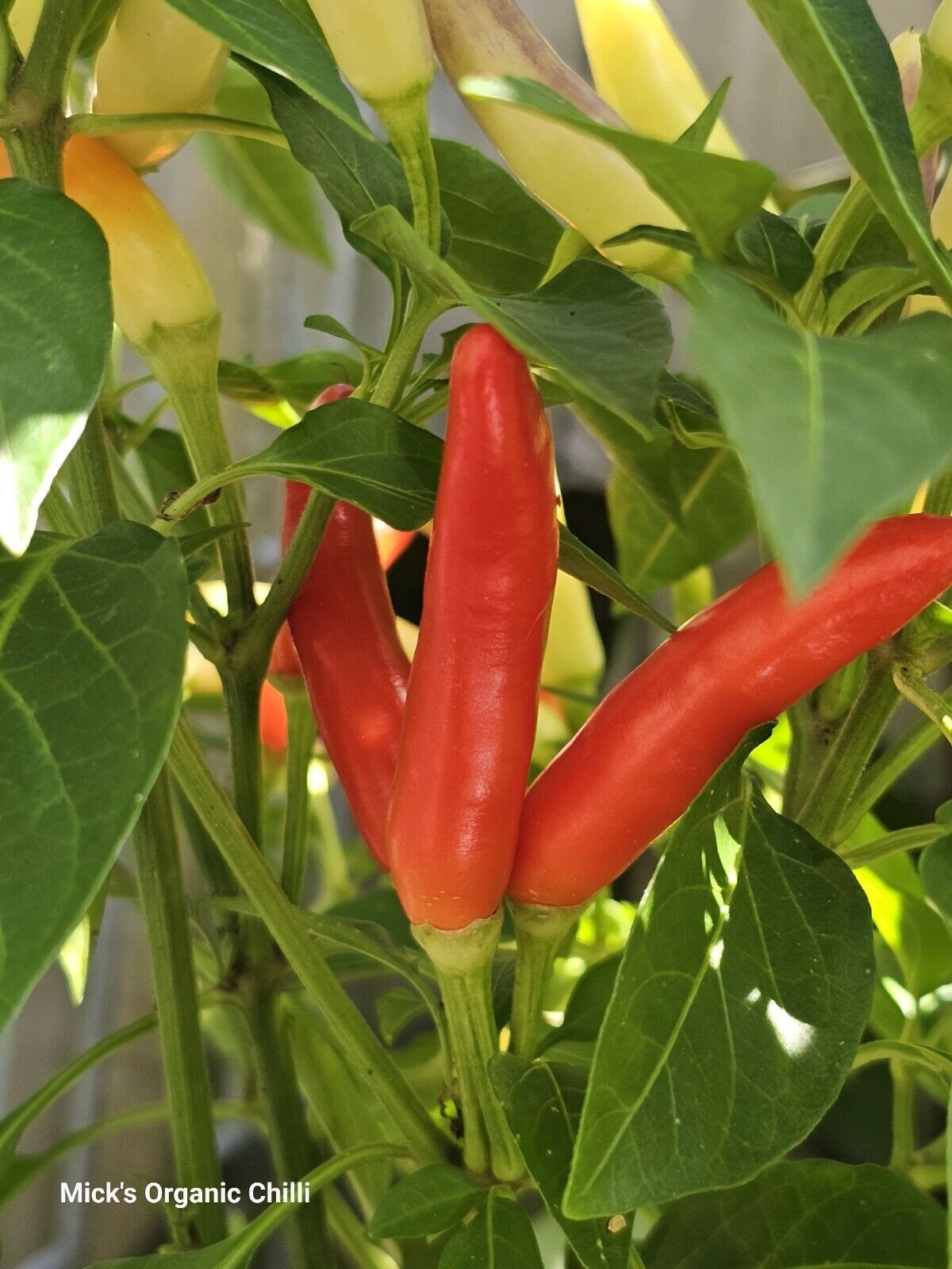 Chilli - Khangstarr White Thai 10 Seeds