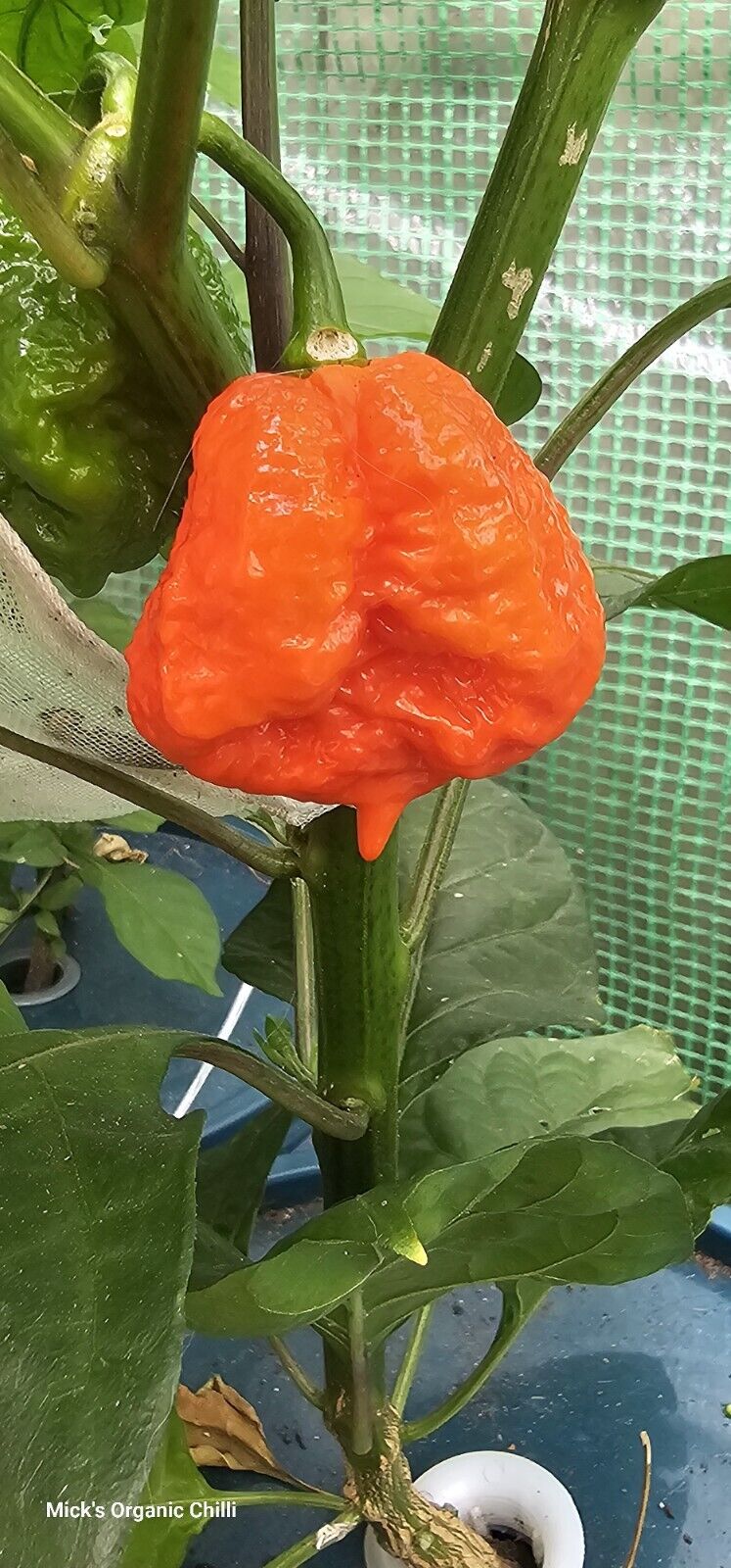 Chilli - Dragons Breath 10 Seeds