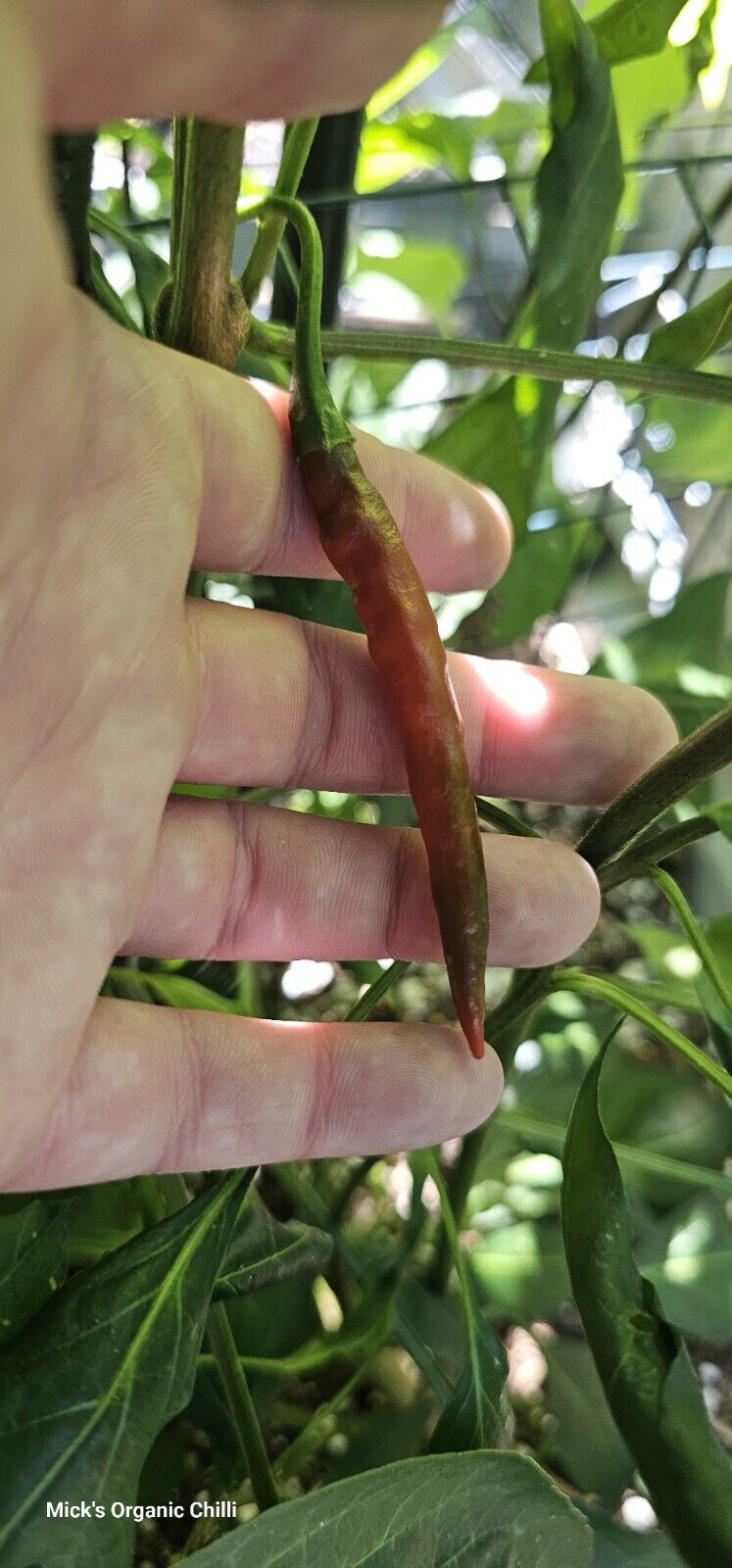 Chilli- De Arbol 10 Seeds