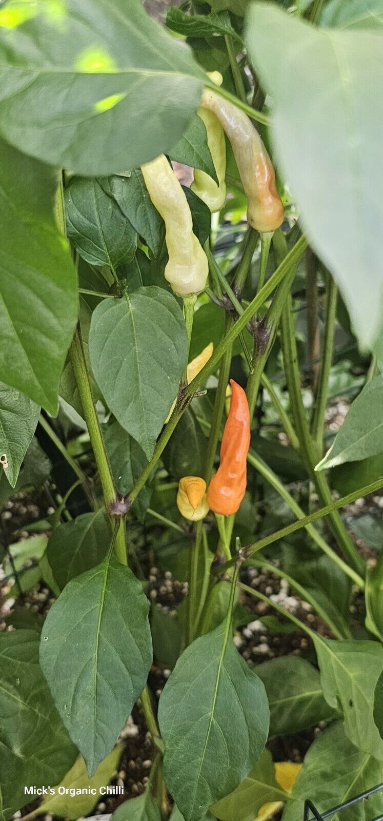 Chilli - Rainbow Cayenne 10 Seeds